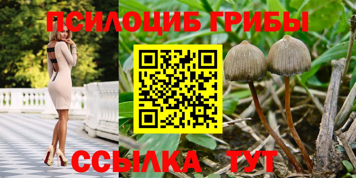 Мурино  Галлюциногенные грибы мицелий  Вход с VPN  Галлюциногенные грибы Psilocybe 